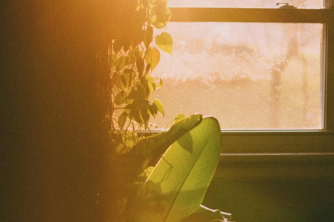 Warm sunlight through a window onto leafy houseplants